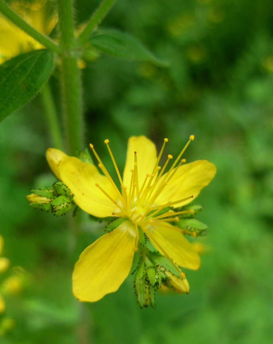 Hypericum hirsutum L.